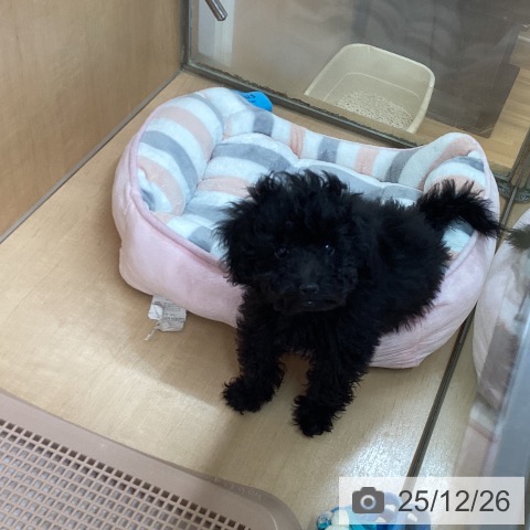 愛知県のトイプードル(トイ) (ペットプラス 千種店/2025年10月10日生まれ/男の子/ブラック)の子犬の3枚目の画像