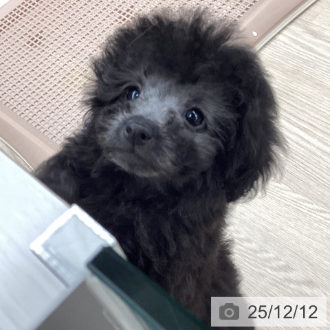 石川県のトイプードル(トイ) (ペットプラス 白山店/2025年10月10日生まれ/女の子/シルバー)の子犬の3枚目の画像