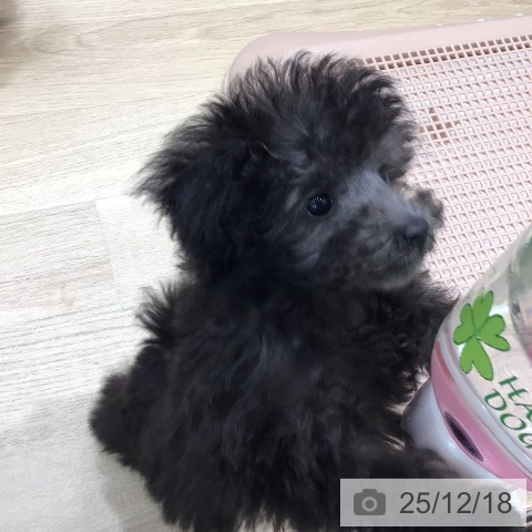 岐阜県のトイプードル(トイ) (ペットプラス 各務原店/2025年10月10日生まれ/女の子/シルバー)の子犬の4枚目の画像