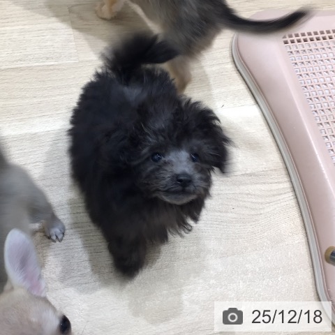 岐阜県のトイプードル(トイ) (ペットプラス 各務原店/2025年10月10日生まれ/女の子/シルバー)の子犬の3枚目の画像