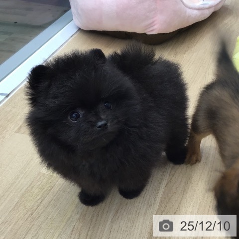 ポメラニアンの写真