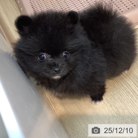 ポメラニアンの写真