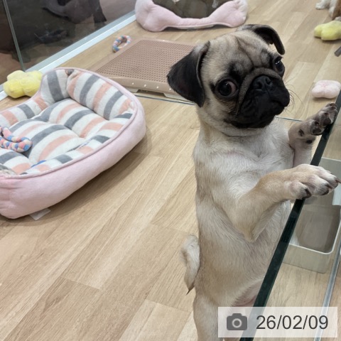 群馬県のパグ (ペットプラス イオンモール太田店/2025年10月8日生まれ/男の子/フォーン)の子犬の4枚目の画像