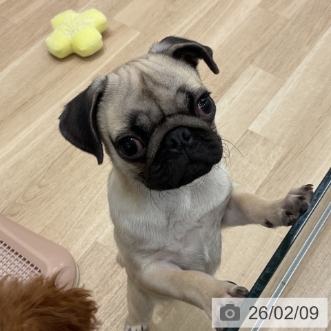 群馬県のパグ (ペットプラス イオンモール太田店/2025年10月8日生まれ/男の子/フォーン)の子犬の3枚目の画像