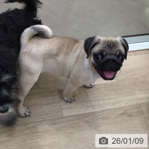 東京都のパグ (ペットプラス 日の出店/2025年10月8日生まれ/女の子/フォーン)の子犬の4枚目の画像