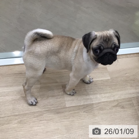 東京都のパグ (ペットプラス 日の出店/2025年10月8日生まれ/女の子/フォーン)の子犬の3枚目の画像