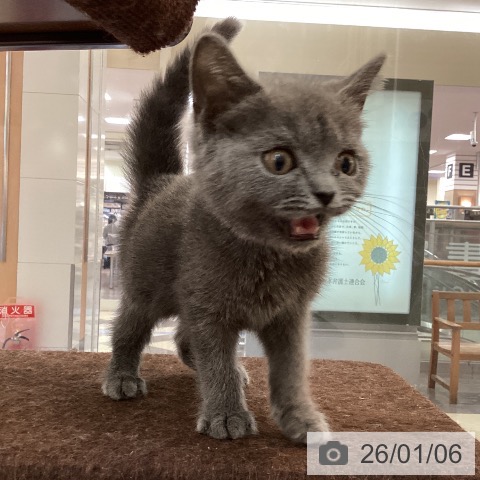 福岡県のブリティッシュショートヘアー (ペットプラス 福岡伊都店/2025年9月29日生まれ/男の子/ブルー)の子猫の3枚目の画像