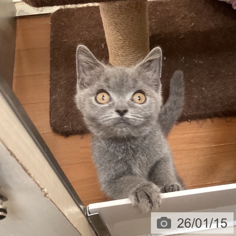 福岡県のブリティッシュショートヘアー (ペットプラス 福岡伊都店/2025年9月29日生まれ/男の子/ブルー)の子猫の3枚目の画像