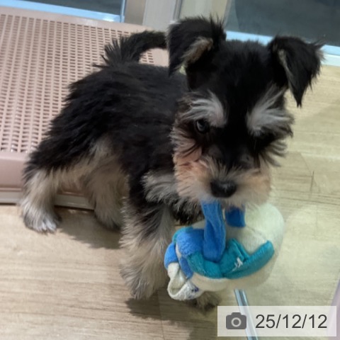 ミニチュア・シュナウザーの写真