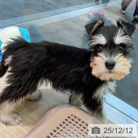 ミニチュア・シュナウザーの写真