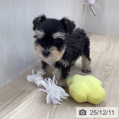 ミニチュア・シュナウザーの写真