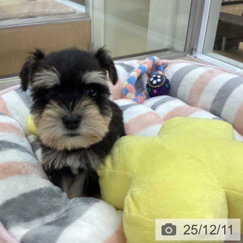 ミニチュア・シュナウザーの写真