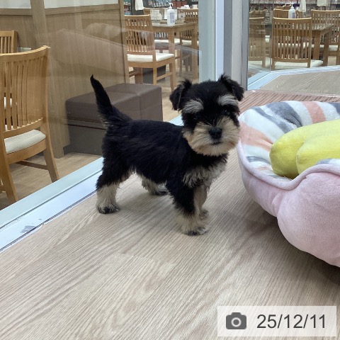 ミニチュア・シュナウザーの写真