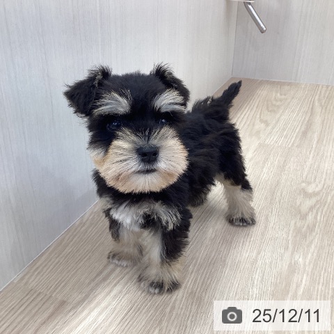 ミニチュア・シュナウザーの写真