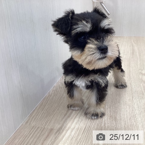 ミニチュア・シュナウザーの写真