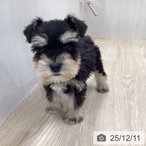 ミニチュア・シュナウザーの写真