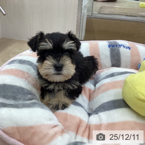 ミニチュア・シュナウザーの写真