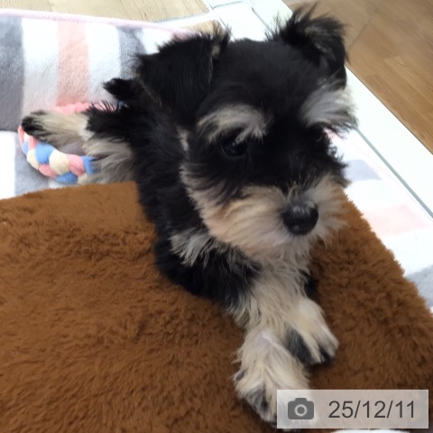 ミニチュア・シュナウザーの写真