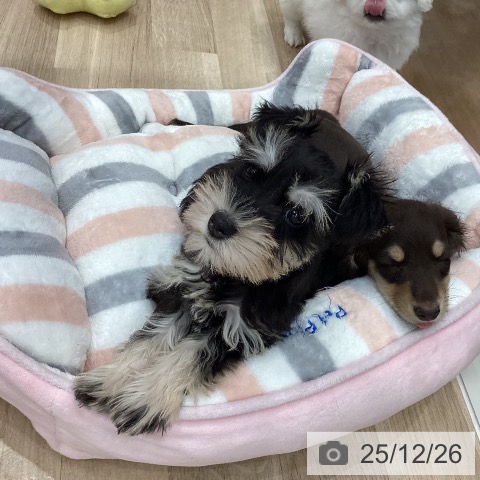 岐阜県のミニチュアシュナウザー (ペットプラス 各務原店/2025年10月10日生まれ/女の子/ブラックシルバー)の子犬の3枚目の画像