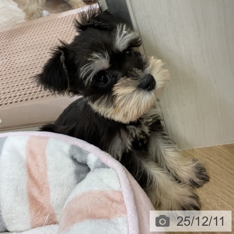 ミニチュア・シュナウザーの写真