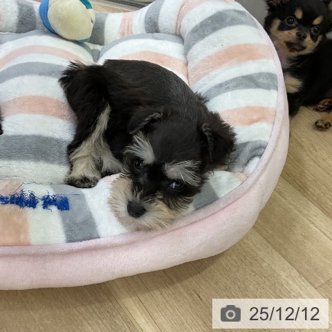 ミニチュア・シュナウザーの写真