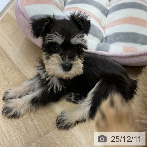 ミニチュア・シュナウザーの写真