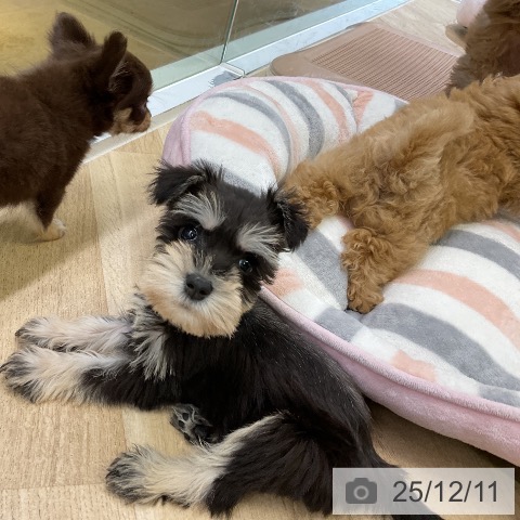 ミニチュア・シュナウザーの写真