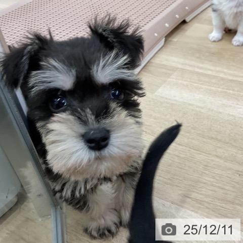 ミニチュア・シュナウザーの写真