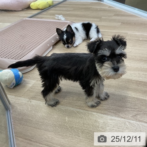 ミニチュア・シュナウザーの写真