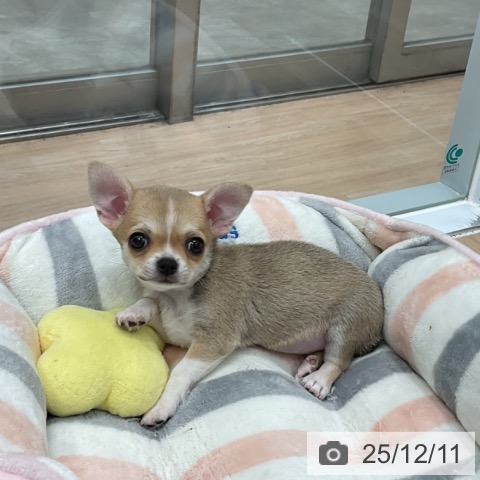 チワワの写真