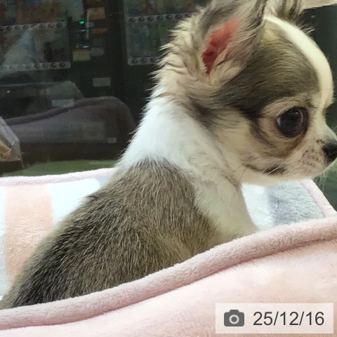 富山県のチワワ(ロング) (ペットプラス 高岡店/2025年10月10日生まれ/女の子/レッドホワイト)の子犬の4枚目の画像