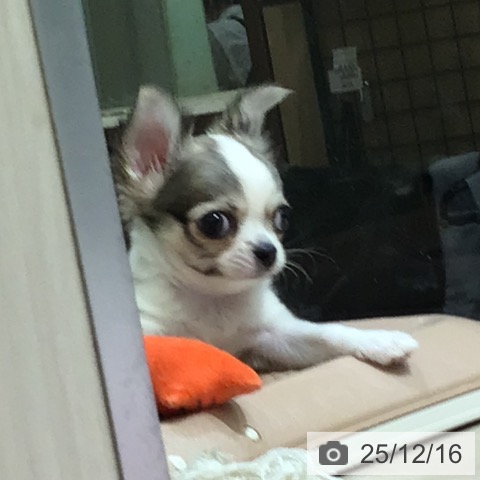 富山県のチワワ(ロング) (ペットプラス 高岡店/2025年10月10日生まれ/女の子/レッドホワイト)の子犬の3枚目の画像