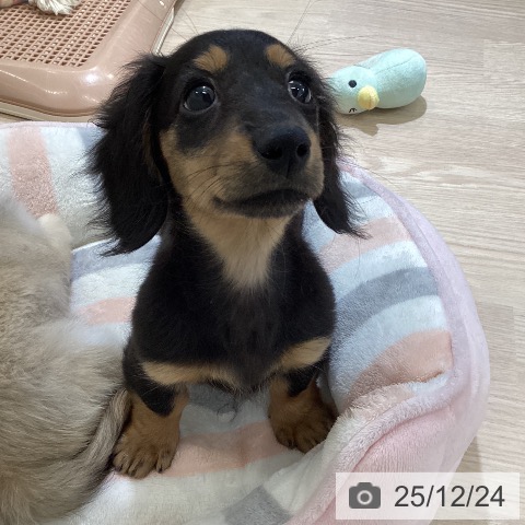 富山県のミニチュアダックスフンド(ロング) (ペットプラス 高岡店/2025年10月9日生まれ/女の子/ブラックタン)の子犬の4枚目の画像