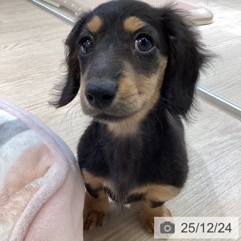 富山県のミニチュアダックスフンド(ロング) (ペットプラス 高岡店/2025年10月9日生まれ/女の子/ブラックタン)の子犬の3枚目の画像