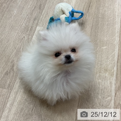 ポメラニアンの写真