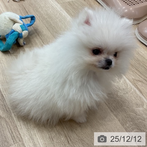 ポメラニアンの写真