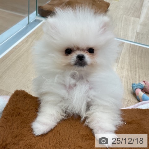 神奈川県のポメラニアン (ペットプラス テラスモール湘南店/2025年10月6日生まれ/男の子/クリーム)の子犬の4枚目の画像