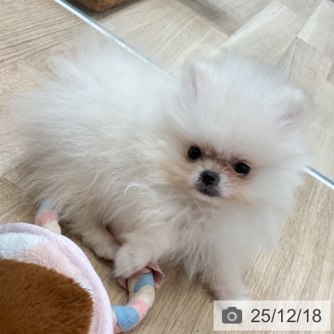 神奈川県のポメラニアン (ペットプラス テラスモール湘南店/2025年10月6日生まれ/男の子/クリーム)の子犬の3枚目の画像