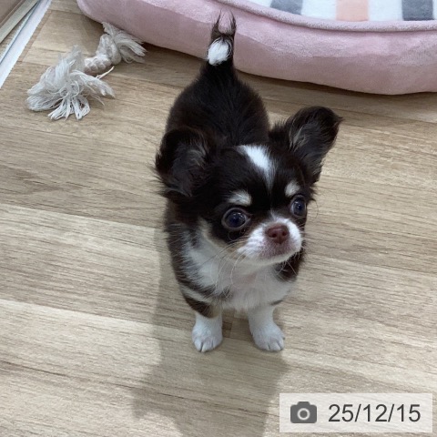 岐阜県のチワワ(ロング) (ペットプラス 各務原店/2025年10月7日生まれ/女の子/チョコレートタンホワイト)の子犬の4枚目の画像