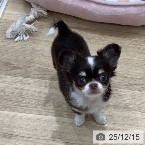 岐阜県のチワワ(ロング) (ペットプラス 各務原店/2025年10月7日生まれ/女の子/チョコレートタンホワイト)の子犬の3枚目の画像