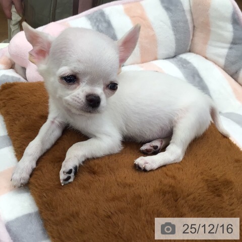 チワワの写真