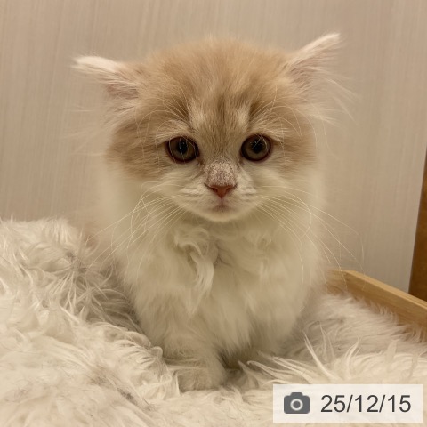 愛知県のマンチカン (ペットプラス 岡崎店/2025年10月11日生まれ/女の子/クリームタビーホワイト)の子猫の3枚目の画像