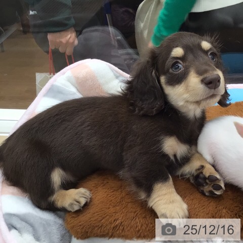 岐阜県のミニチュアダックスフンド(ロング) (ペットプラス 各務原店/2025年10月10日生まれ/男の子/チョコレートイエロー)の子犬の4枚目の画像