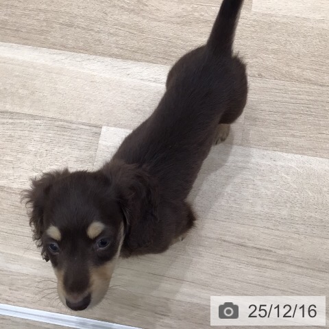 岐阜県のミニチュアダックスフンド(ロング) (ペットプラス 各務原店/2025年10月10日生まれ/男の子/チョコレートイエロー)の子犬の3枚目の画像