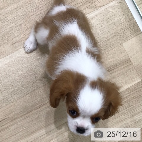 岐阜県のキャバリアキングチャールズスパニエル (ペットプラス 各務原店/2025年10月12日生まれ/女の子/ブレンハイム)の子犬の4枚目の画像