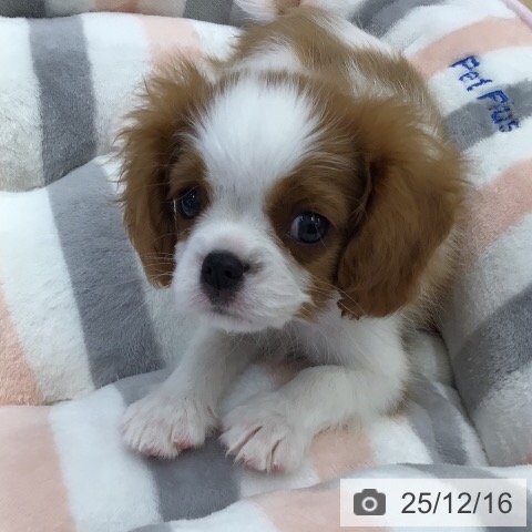 岐阜県のキャバリアキングチャールズスパニエル (ペットプラス 各務原店/2025年10月12日生まれ/女の子/ブレンハイム)の子犬の3枚目の画像