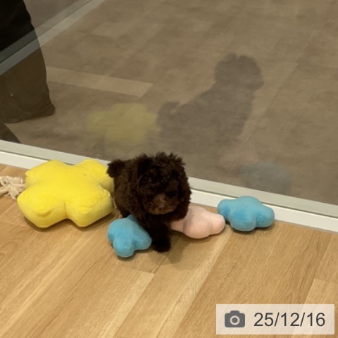 愛知県のトイプードル(トイ) (ペットプラス 則武新町店/2025年10月10日生まれ/男の子/ブラウン)の子犬の4枚目の画像