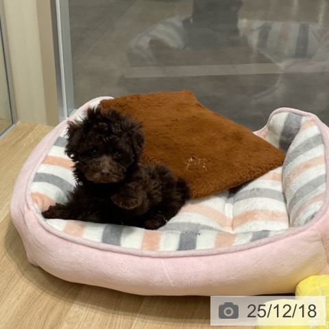 愛知県のトイプードル(トイ) (ペットプラス 則武新町店/2025年10月10日生まれ/男の子/ブラウン)の子犬の3枚目の画像