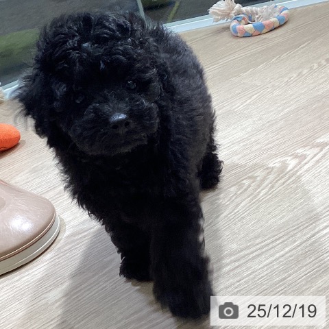 富山県のトイプードル(トイ) (ペットプラス 高岡店/2025年10月10日生まれ/男の子/ブラック)の子犬の4枚目の画像