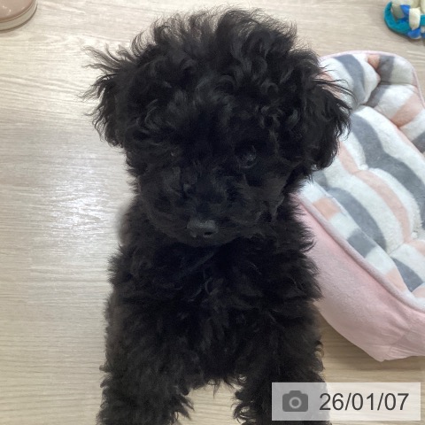 富山県のトイプードル(トイ) (ペットプラス 高岡店/2025年10月10日生まれ/男の子/ブラック)の子犬の3枚目の画像